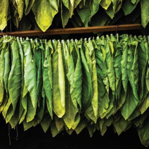 leaf tobacco - Italian Flair Tobacco Company